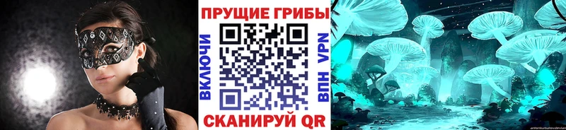 shop клад  кракен зеркало  Михайлов  Псилоцибиновые грибы Psilocybe 